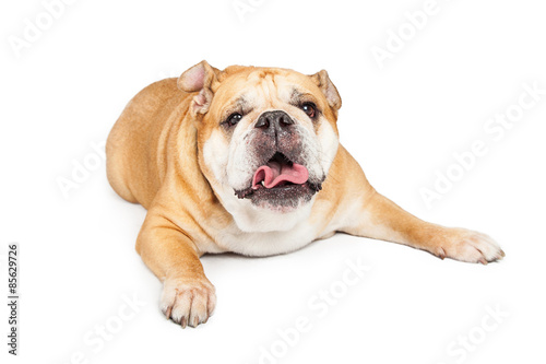 Funny Bulldog Sticking Tongue Out © adogslifephoto