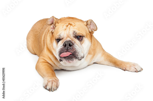 Funny Bulldog Tongue Sticking Out