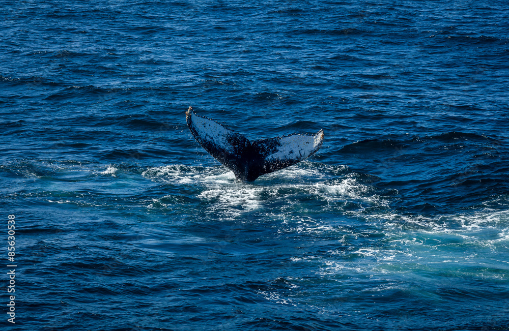 Fototapeta premium Southern Rights Calving