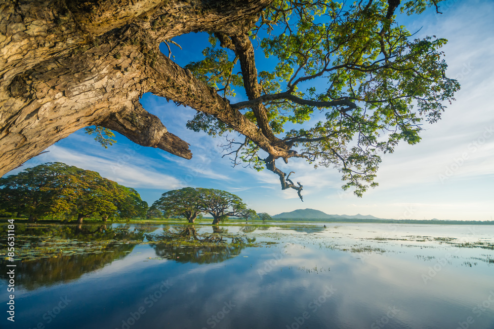 Fototapeta premium Beautiful lake in the morning in Sri Lanka 