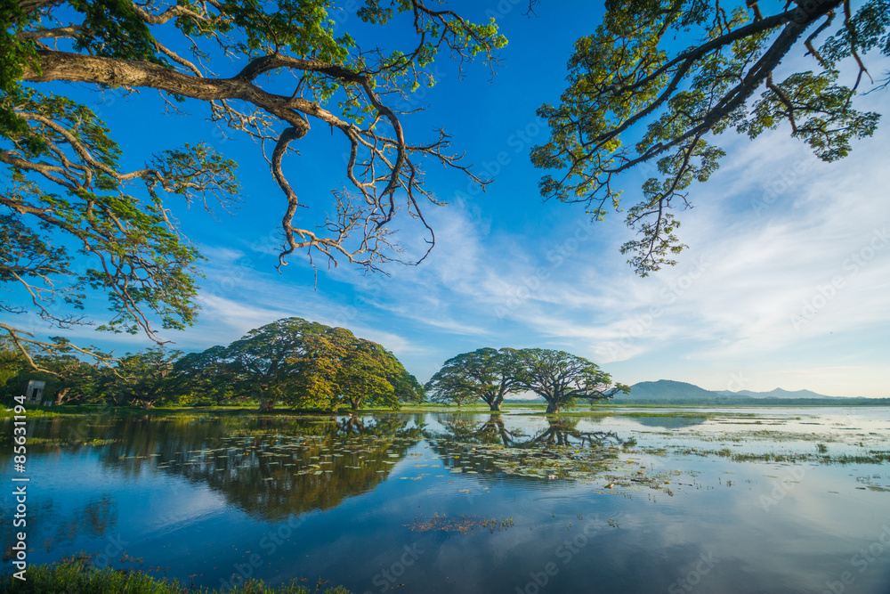 Fototapeta premium Beautiful lake in the morning in Sri Lanka 