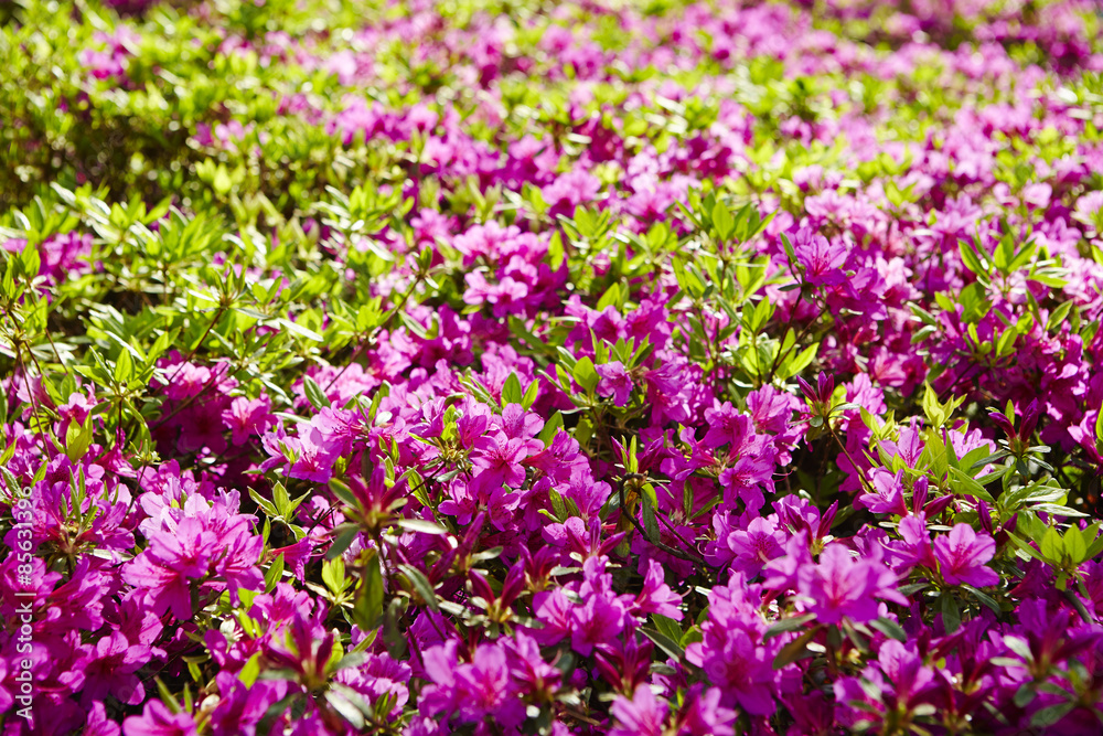 Azalea flowers 