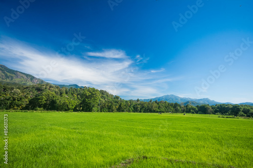 Beautiful paddy field landscape in Sri Lanka photo