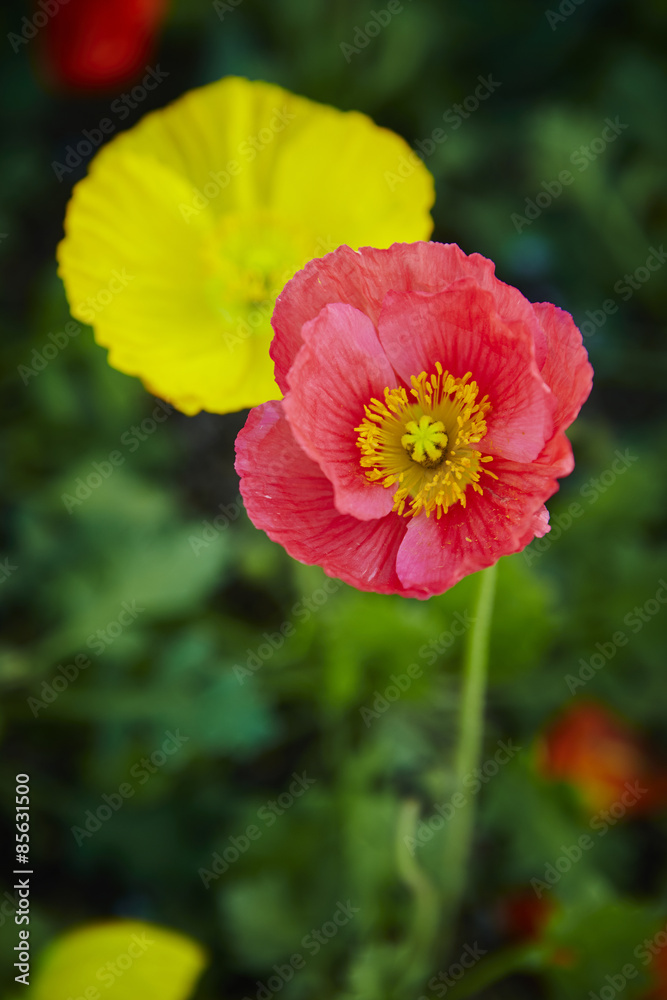 Fototapeta premium Poppy 