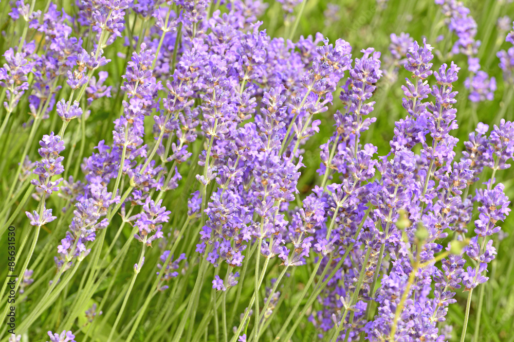Obraz premium Lavendel