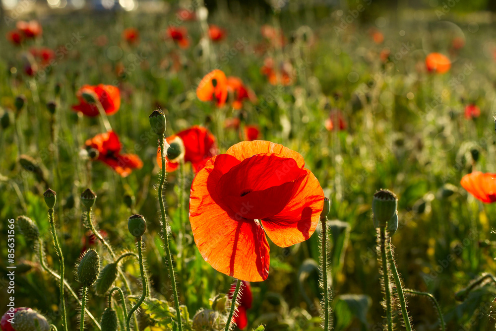 Fototapeta premium Late evening vivid red poppy field scene