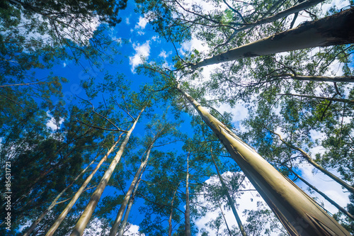 Forest with tall trees in Diyathalawa, Haputale in Sri Lanka photo