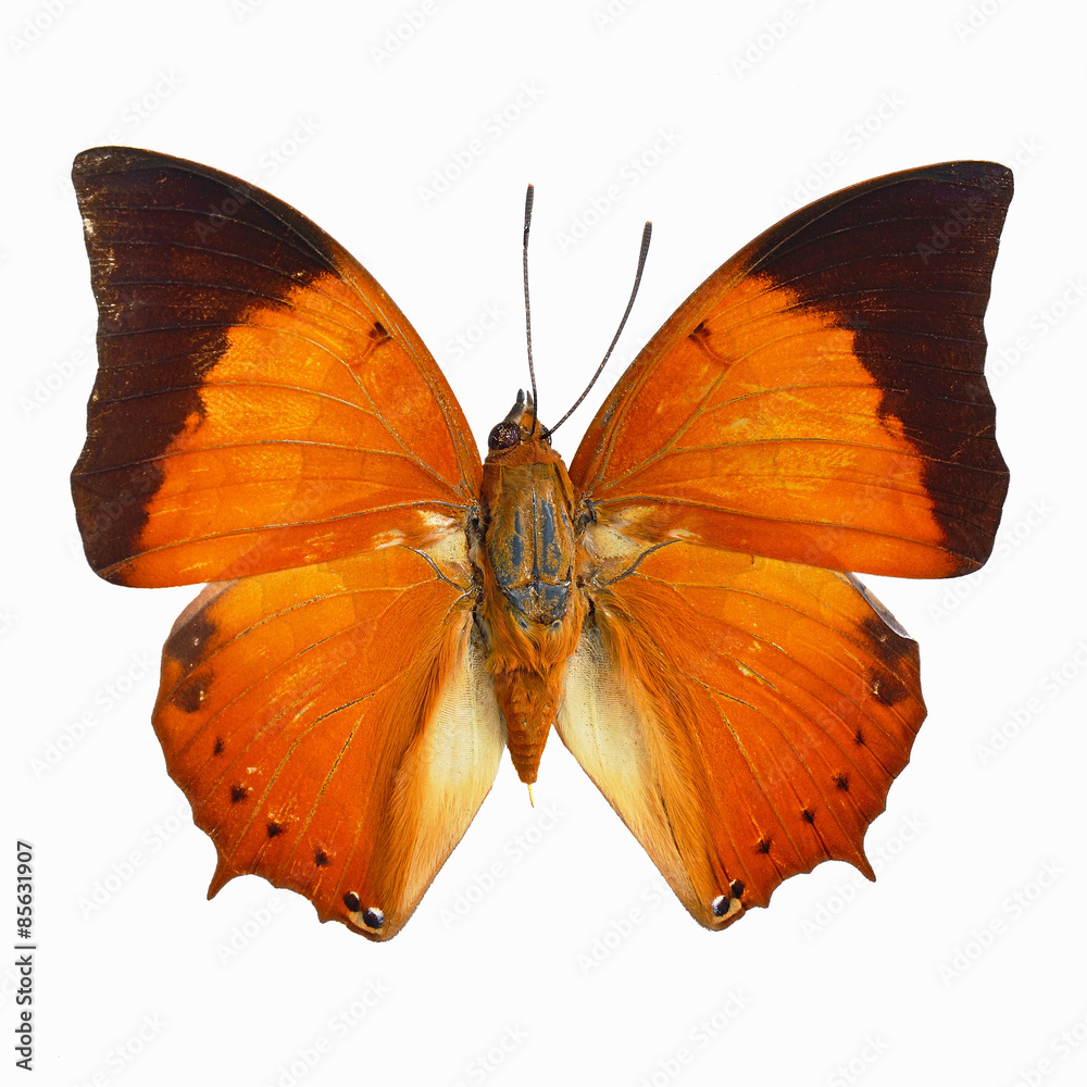 Fototapeta premium Common Tawny Rajah butterfly