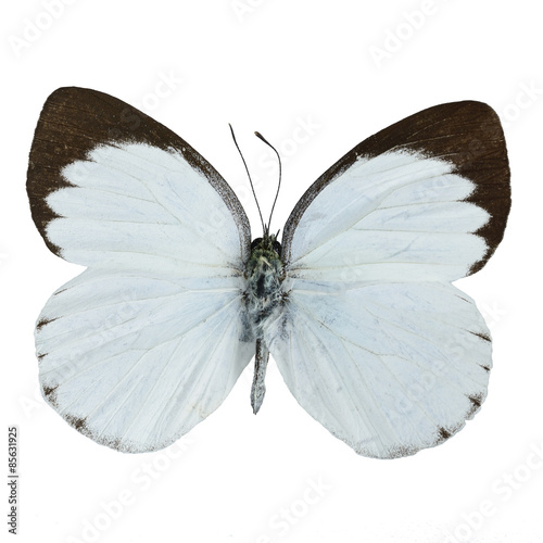 Delias butterfly