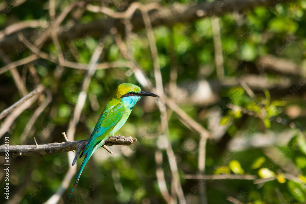 Obraz premium Asian bee eater at Yala national park in Sri Lanka