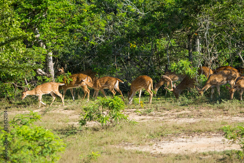 Many spotted deer in Yala wild life sanctuary