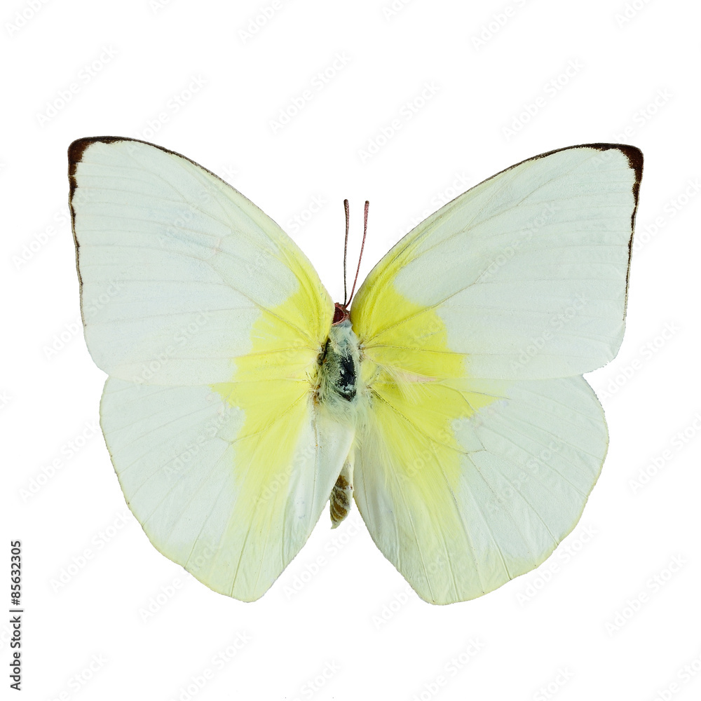 Fototapeta premium Lemon Emigrant butterfly