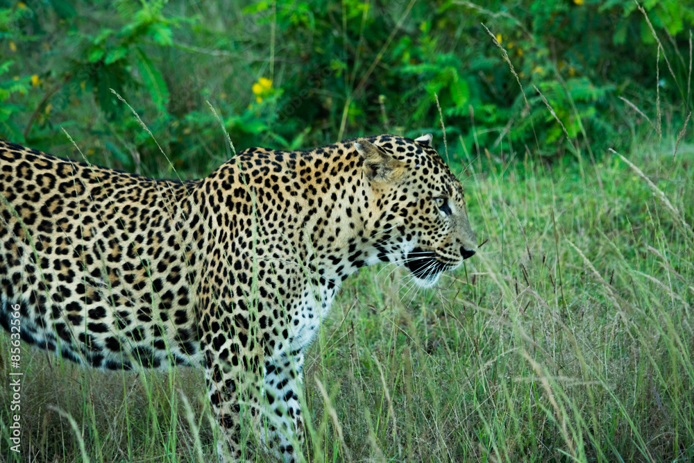 Sri Lankan leopard on hunt at Yala national park in Sri Lanka Sri Lankan leopard on hunt at Yala national park in Sri Lanka