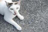 White cat with anger face on the ground