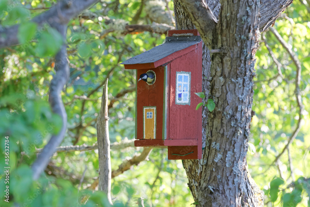 Great tit sitting in painted bird house Great tit sitting in painted bird house