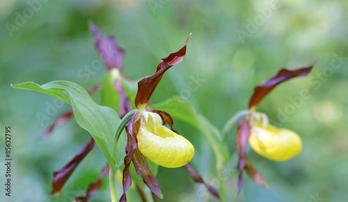 Side view of two plants of yellow Lady's slippers orchids