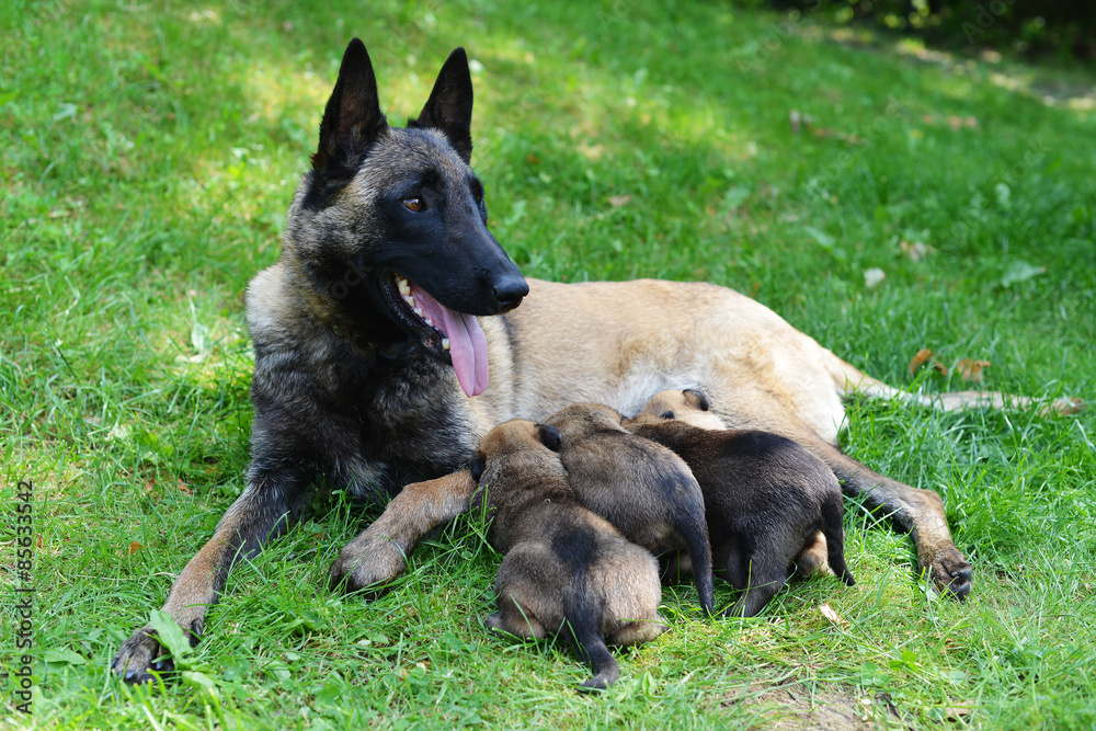 dog with puppies