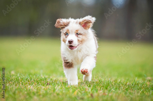 Australian shepherd puppy with different eye color running in summer © Rita Kochmarjova