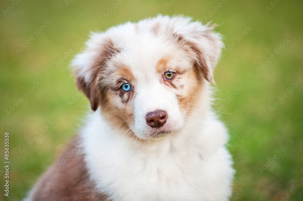 Portrait of australian shepherd puppy with different eye color