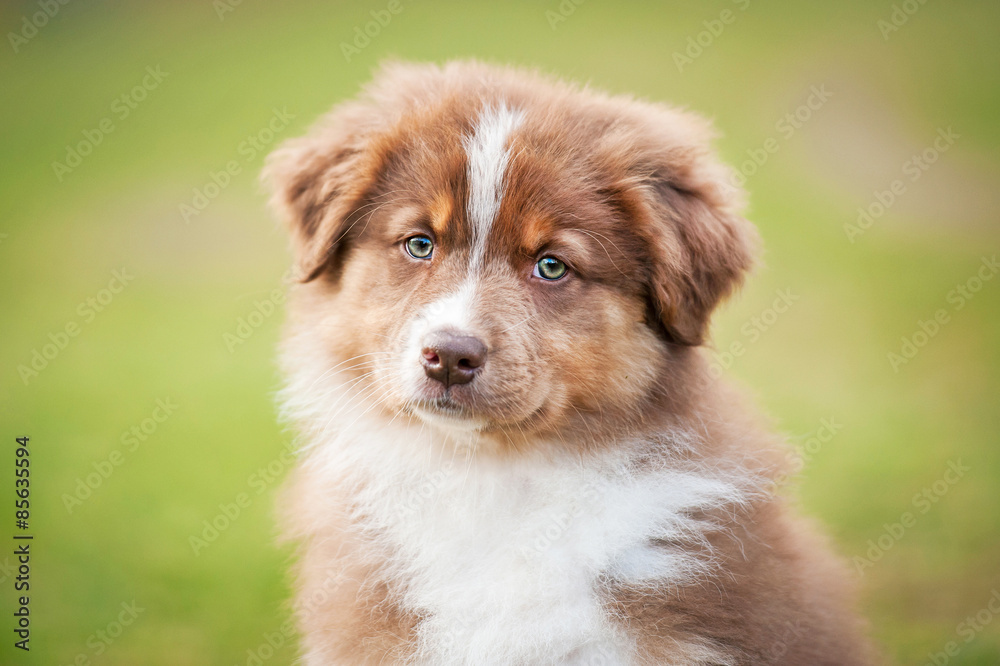 Portrait of australian shepherd puppy - obrazy, fototapety, plakaty 