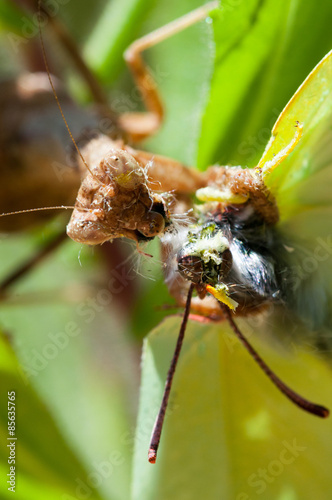 La decapitazione photo