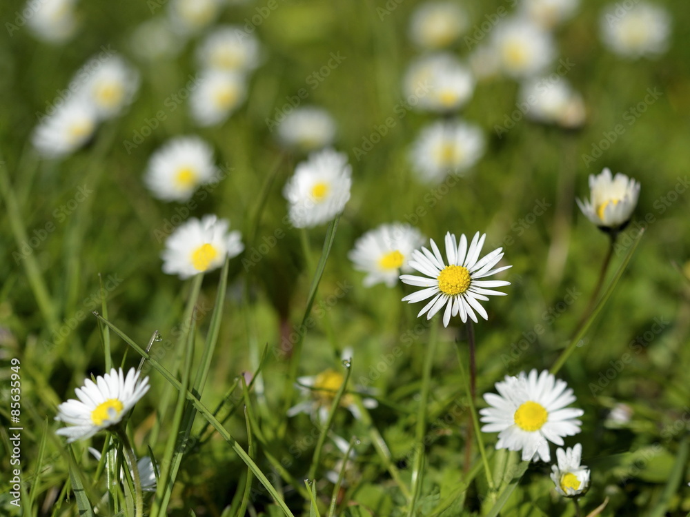 Beautiful Daisies in the field. Summer flowers Beautiful Daisies in the field. Summer flowers