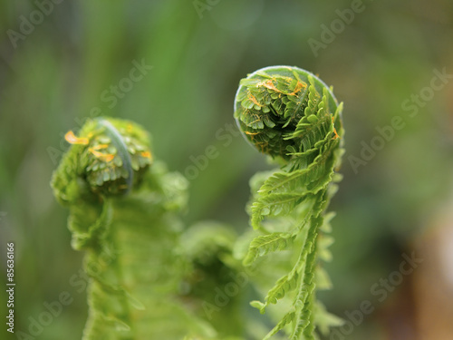 Close up of ferns in the early spring