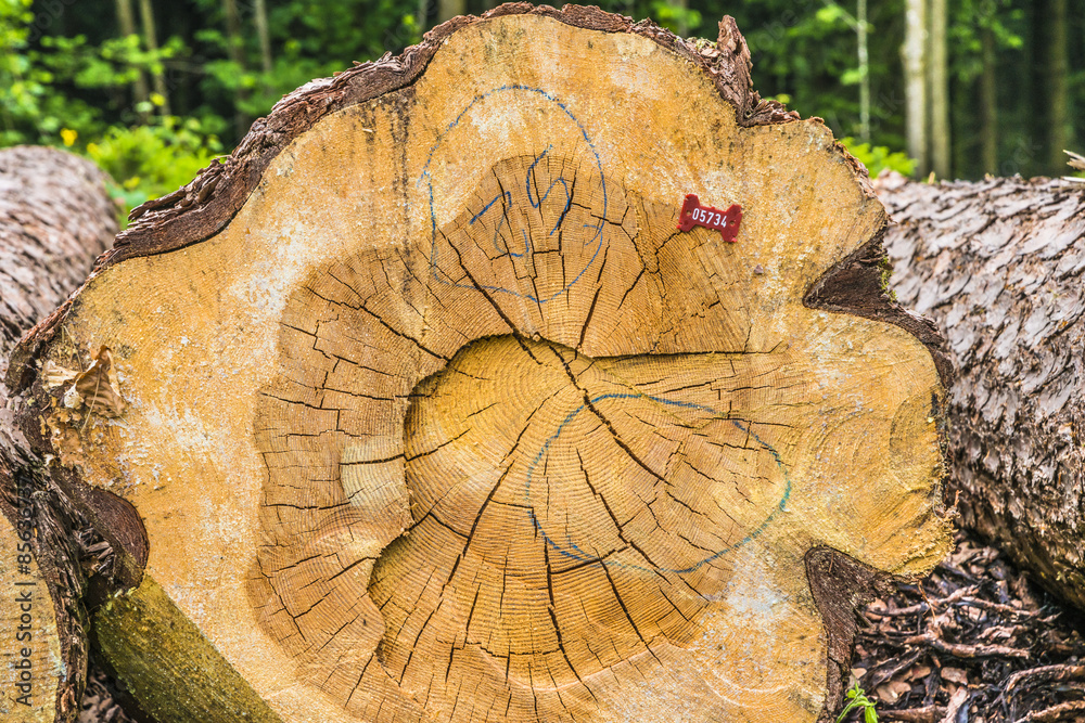 Naklejka premium tronc d'arbre