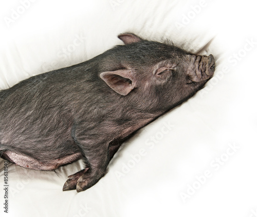 a cute little black pig sleaping