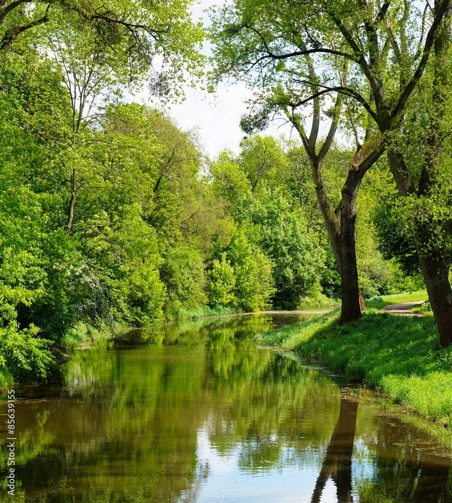 Bach im Wald