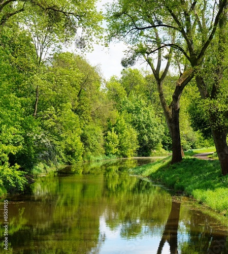 Bach im Wald