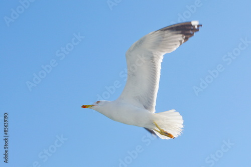 Seagull flying high above sea