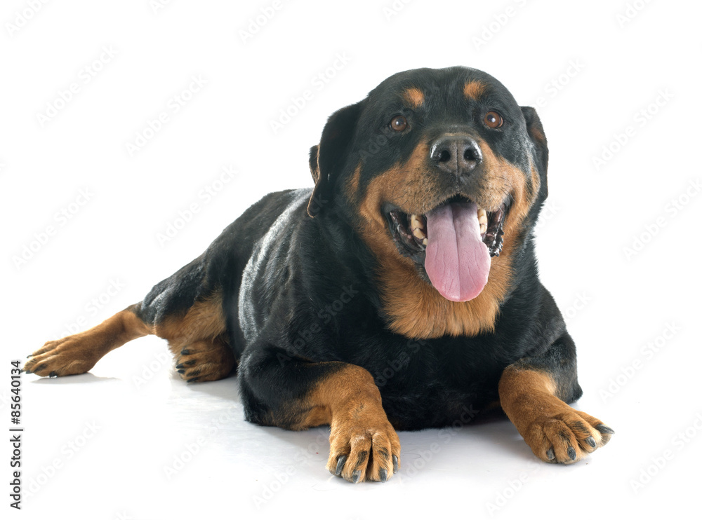 Fototapeta premium rottweiler