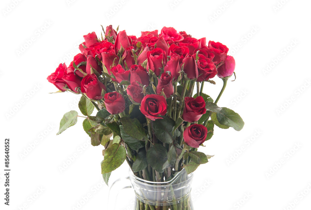 Obraz premium red rose