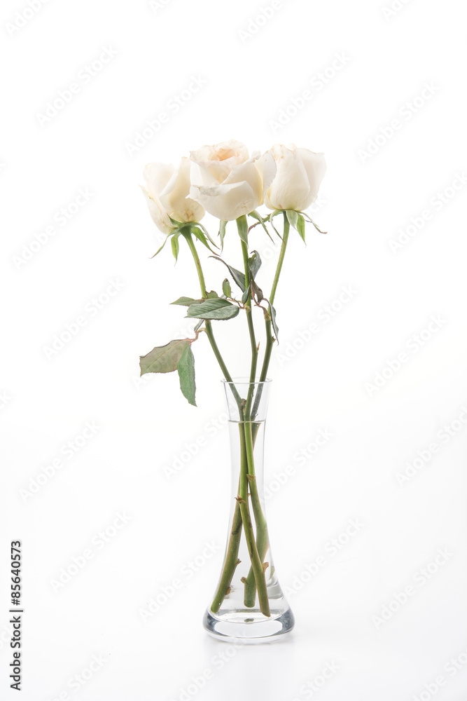 Fototapeta premium white rose