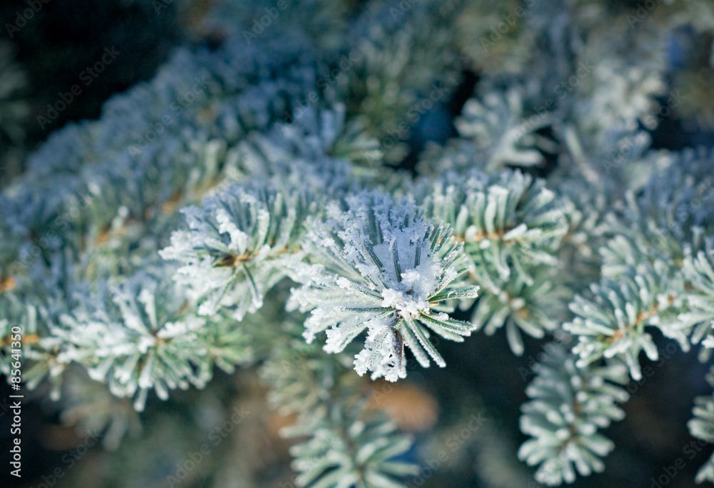 Winter frost on spruce tree Winter frost on spruce tree