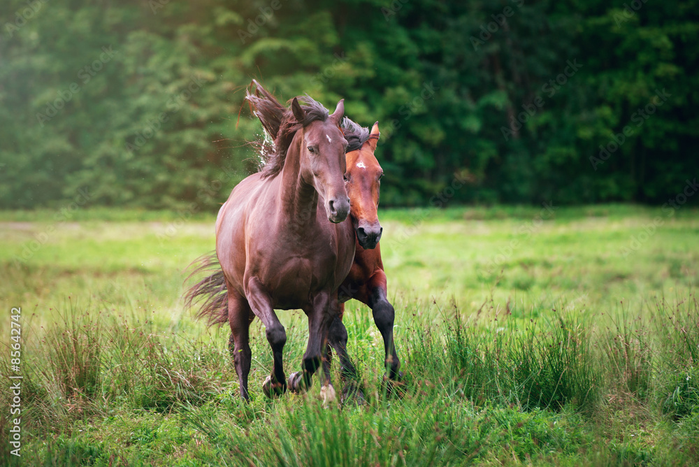 Fototapeta premium two horses running on a field
