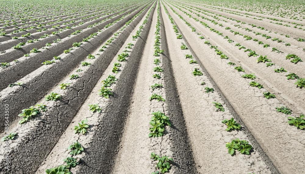 Newly sown potato plantlets in long converging lines Newly sown potato plantlets in long converging lines