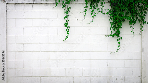 Fényképezés white concrete wall with creeper plants