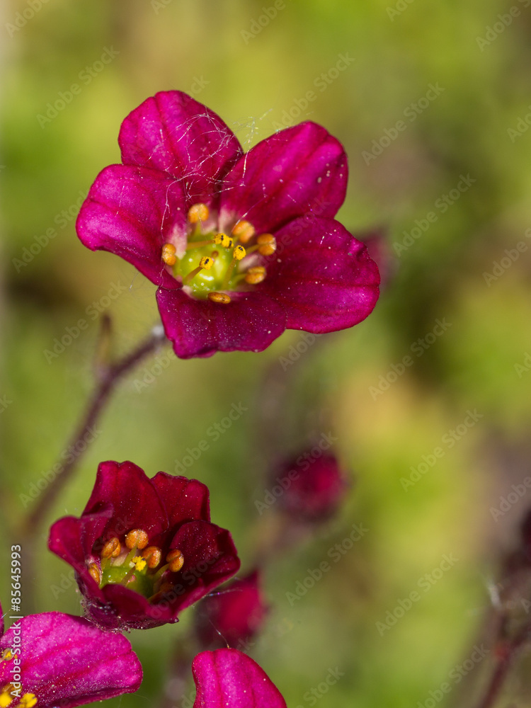bright flower mossy saxifrage bright flower mossy saxifrage