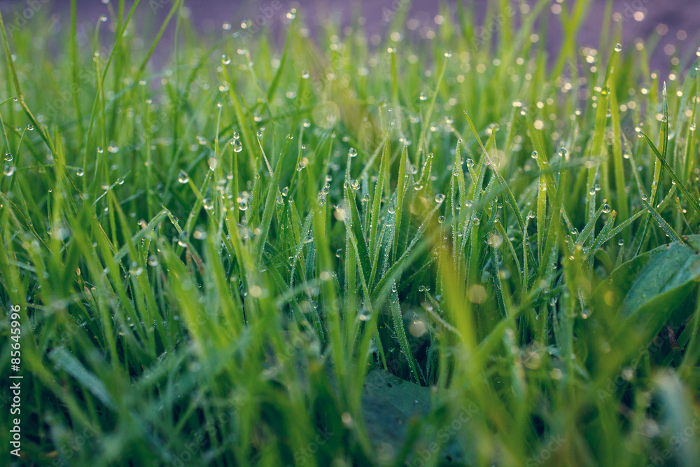 Obraz premium Dew on a grass in spring