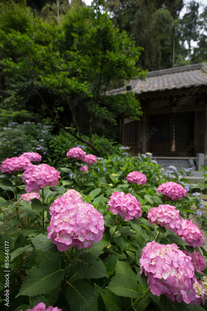 鎌倉　妙法寺の紫陽花