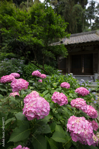 鎌倉 妙法寺の紫陽花