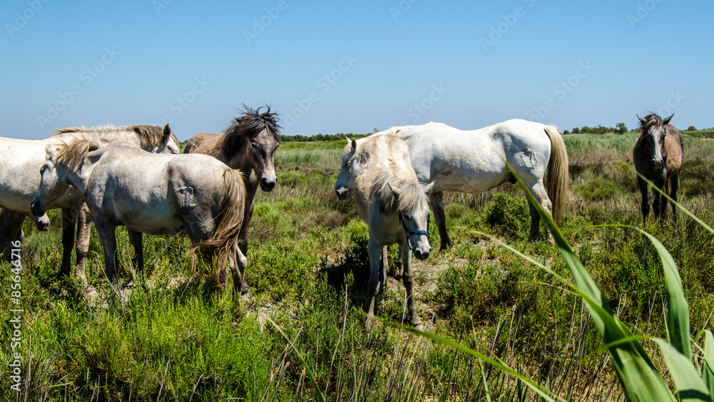 Fototapeta premium Weiße Pferde in der Camargue