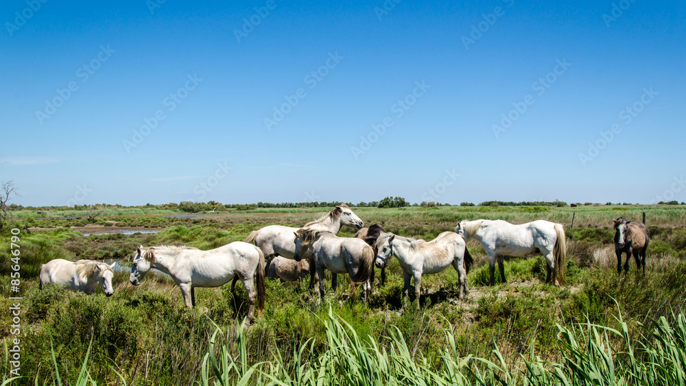 Fototapeta premium Weiße Pferde in der Camargue