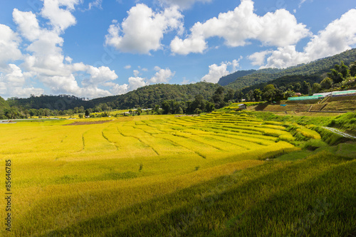 Green Terraced Rice Field in Mae Klang Luang , Mae Chaem, Chiang Mai, Thailand