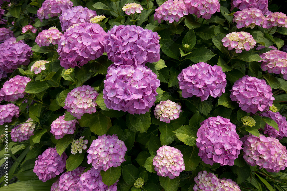 紫色のあじさい(紫陽花) 紫色のあじさい(紫陽花)