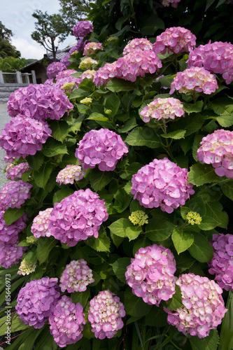 紫色のあじさい（紫陽花）