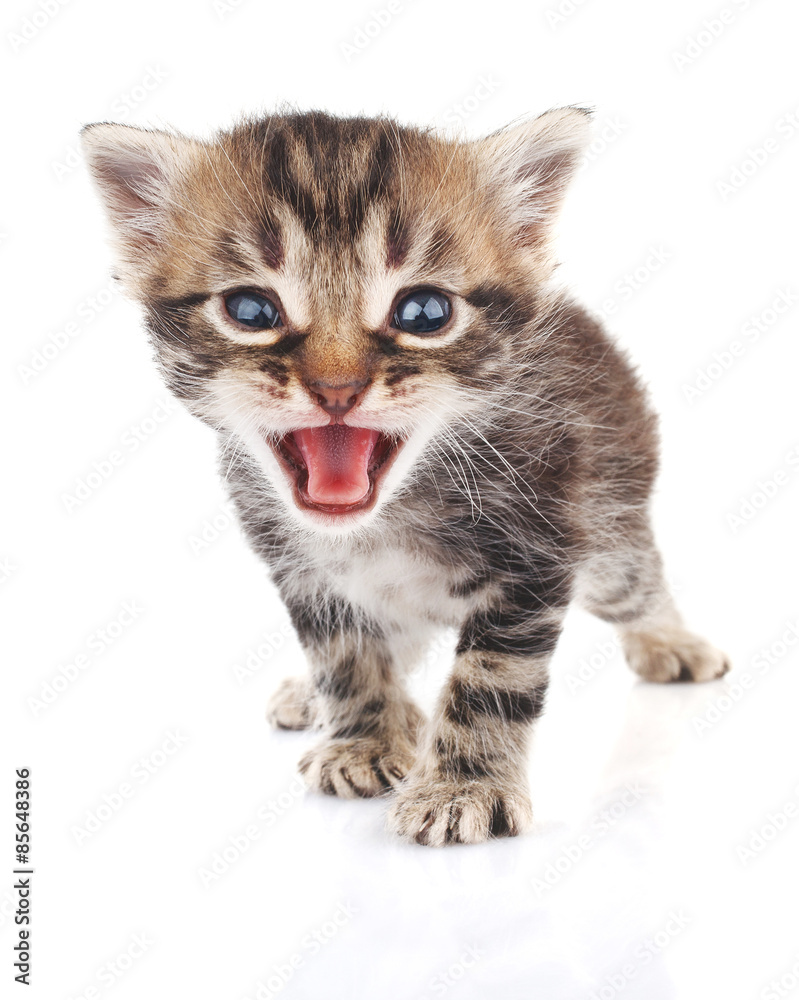  striped kitten crying