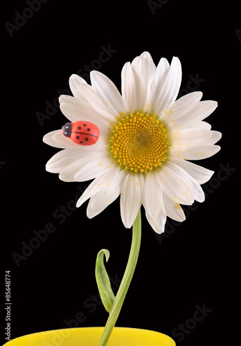 Leucanthemum vulgare, oxeye daisy Chrysanthemum, Ladybug
